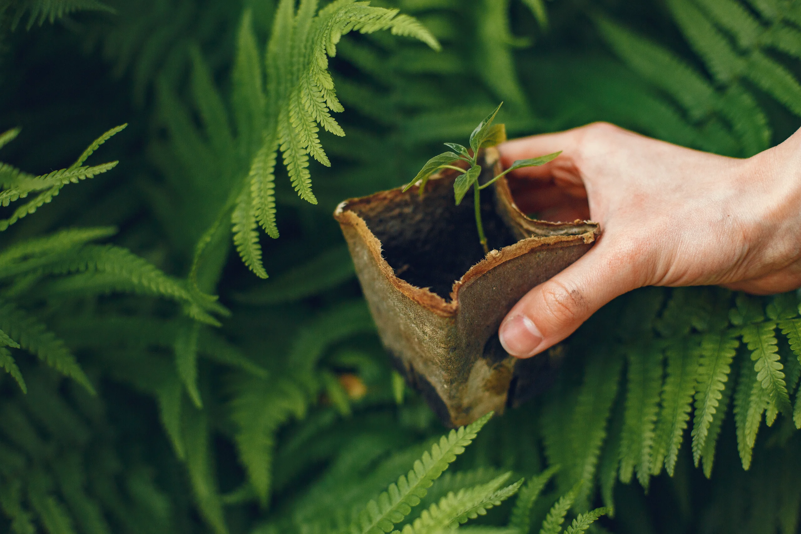 Germer des graines de cbd